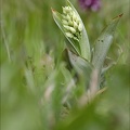 Orchis pourpre hypochrome 21-03-30 003