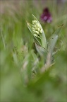 Orchis pourpre hypochrome 21-03-30 003