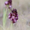Orchis pourpre