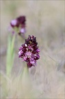 Orchis pourpre