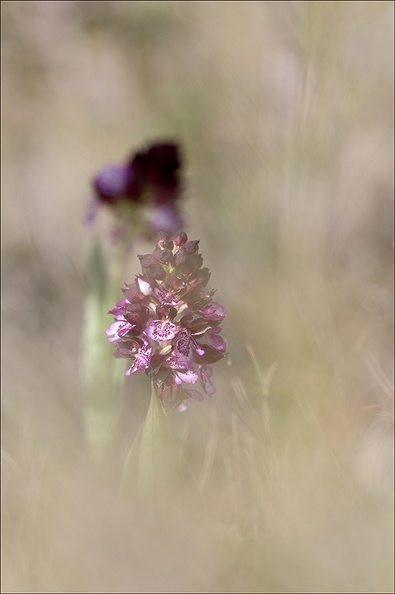 Orchis pourpre hypochrome_21-04-01_013.jpg