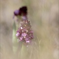 Orchis pourpre hypochrome 21-04-01 013