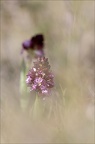 Orchis pourpre hypochrome 21-04-01 013