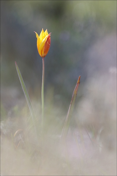 Tulipe australe_21-03-29_023.jpg