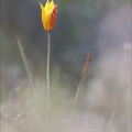 Tulipe australe 21-03-29 023