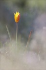 Tulipe australe 21-03-29 023
