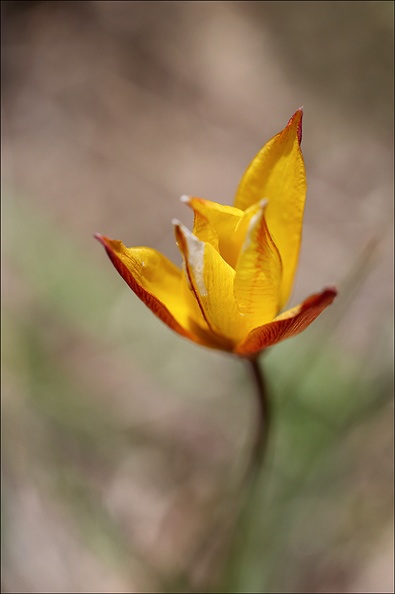 Tulipe australe_21-03-30_032.jpg