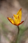 Tulipe australe 21-03-30 032