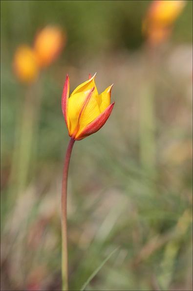 Tulipe australe 21-03-31 040