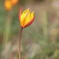 Tulipe australe 21-03-31 040