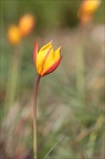 Tulipe australe 21-03-31 040