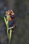 Ophrys speculum 21-03-29 024