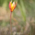 Tulipe australe 21-03-31 041