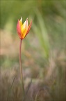 Tulipe australe 21-03-31 041
