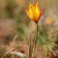 Tulipe australe 21-03-31 045