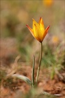 Tulipe australe 21-03-31 045