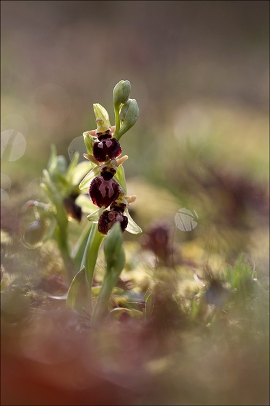 Ophrys de mars_21-03-17_018.jpg
