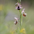 Ophrys drumana_08-05-21_006.jpg