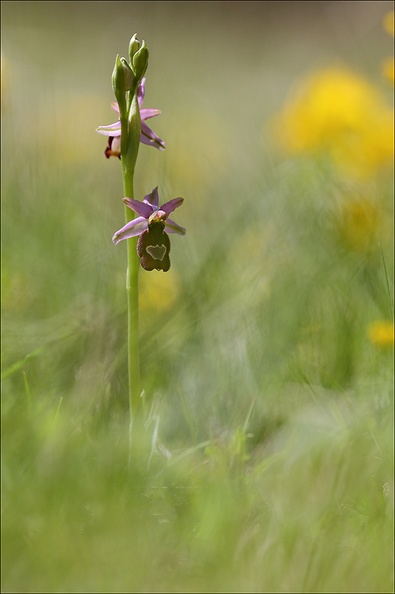 Ophrys drumana_08-05-21_016.jpg