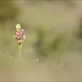 Ophrys fuciflora lusus Mickey_08-05-21_009.jpg