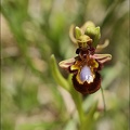 Ophrys speculum_08-05-21_002.jpg