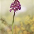 Orchis purpurea x militaris_08-05-21_002.jpg
