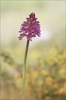 Orchis purpurea x militaris 08-05-21 002
