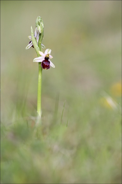 Ophrys drumana à sépales blancs_08-05-21_001+.jpg