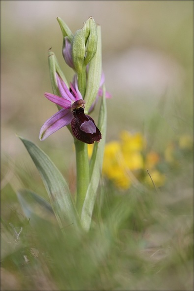 Ophrys drumana_08-05-21_001.jpg