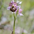 Ophrys fuciflora lusus Mickey_08-05-21_007.jpg