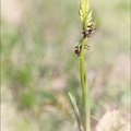 Ophrys insectifera_08-05-21_004-vintage.jpg