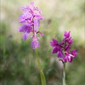 Orchis mascula x provincialis_04-05-21_001.jpg