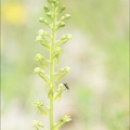 Listère ovale et sa fourmi