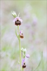 Ophrys fuci