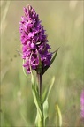 Dactylorhiza incarnata subsp. praetermissa