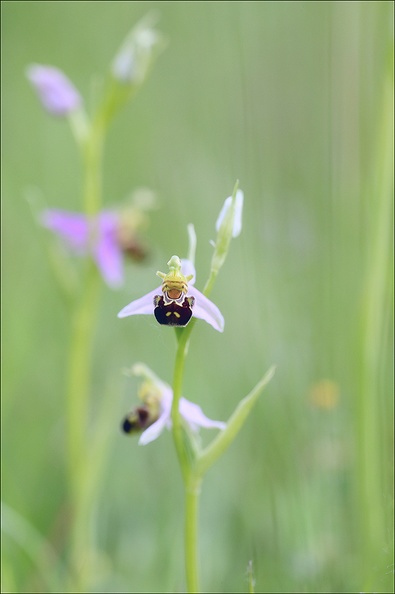 Ophrys apifera_21-05-21_05.jpg