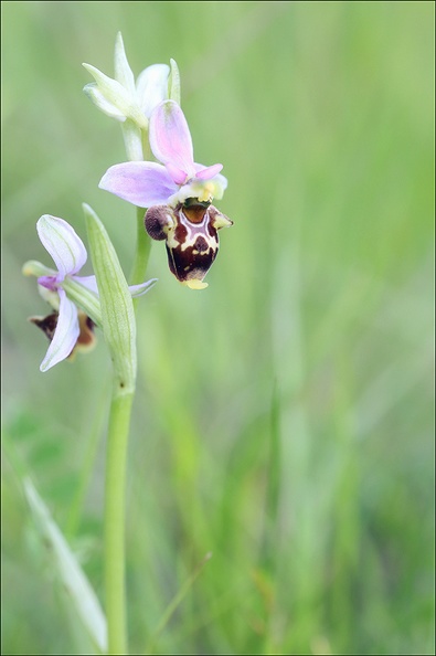 Ophrys fuciflora 21-05-21 05