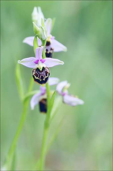 Ophrys fuciflora_21-05-21_23.jpg