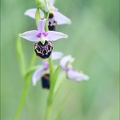 Ophrys fuciflora 21-05-21 23