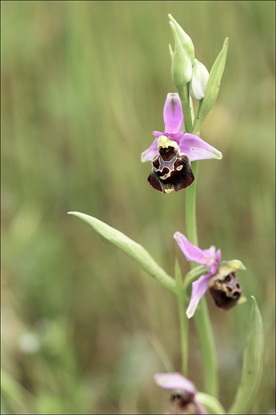 Ophrys fuciflora_21-05-21_25.jpg