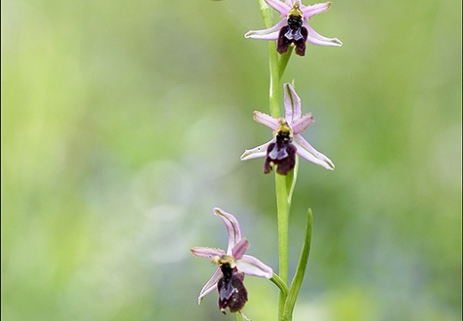 Ophrys drumana x insectifera 23-05-21 25 (859 visits) Ophrys drumana x insectifera 23-05-21 25