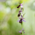 Ophrys drumana 23-05-21 16