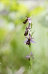 Ophrys drumana 23-05-21 16