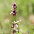 Ophrys drumana_23-05-21_21.jpg
