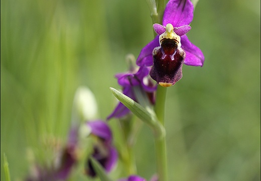 Ophrys fuciflora x drumana 23-05-21 29 (948 visits) Ophrys fuciflora x drumana 23-05-21 29
