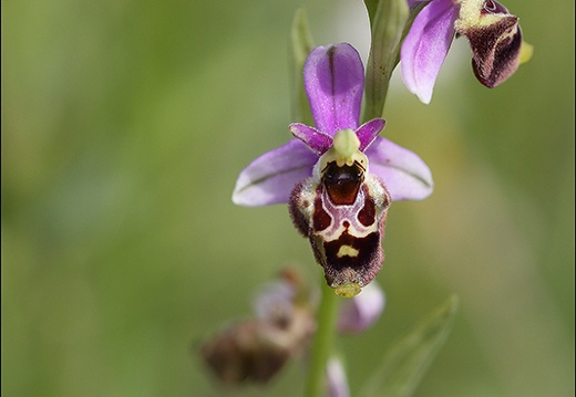 Ophrys fuciflora x 23-05-21 27 (963 visits) Ophrys fuciflora x 23-05-21 27