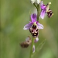 Ophrys fuciflora x 23-05-21 27