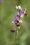 Ophrys fuciflora x 23-05-21 27