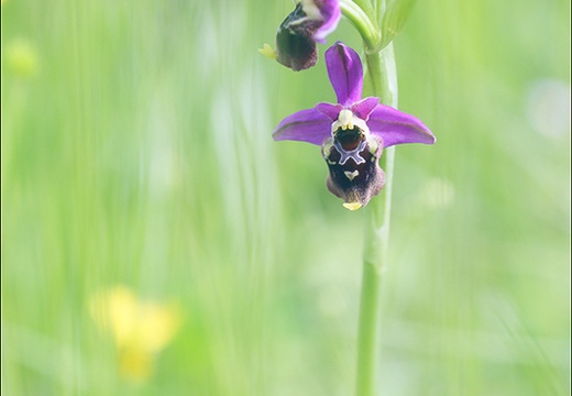 Ophrys fuciflora x 23-05-21 31 (830 visits) Ophrys fuciflora x 23-05-21 31