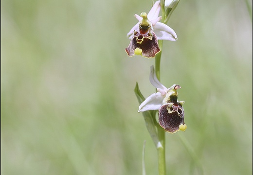 Ophrys fuciflora 23-05-21 12 (825 visits) Ophrys fuciflora 23-05-21 12
